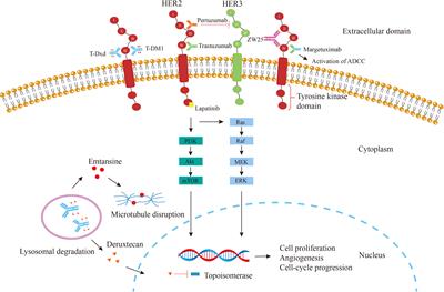 Challenges and future of HER2-positive gastric cancer therapy
